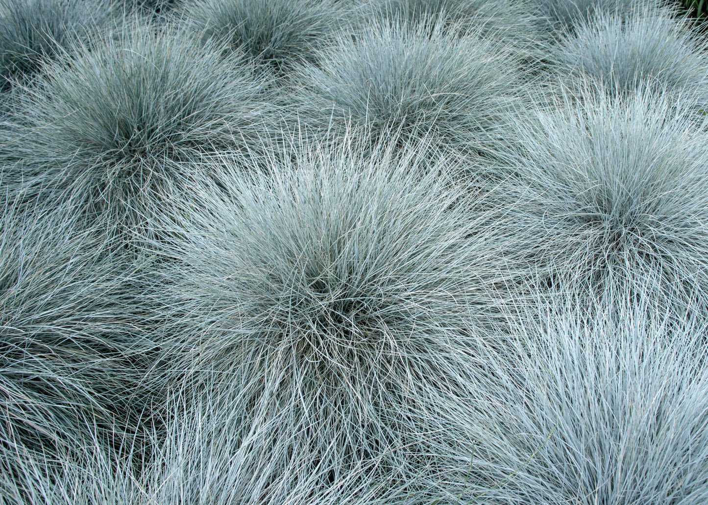 Ornamental Grass Blue Fescue Festuca Glauca Seeds