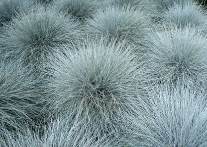 Ornamental Grass Blue Fescue Festuca Glauca Seeds