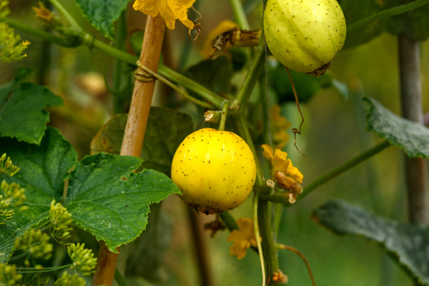 Cucumber Crystal Lemon Seeds