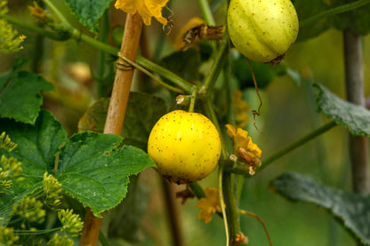 Cucumber Crystal Lemon Seeds