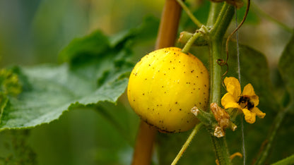 Cucumber Crystal Lemon Seeds