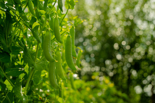 Pea Green Shaft Seeds