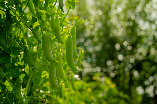 Kings Seeds Pea Onward 350 Seeds