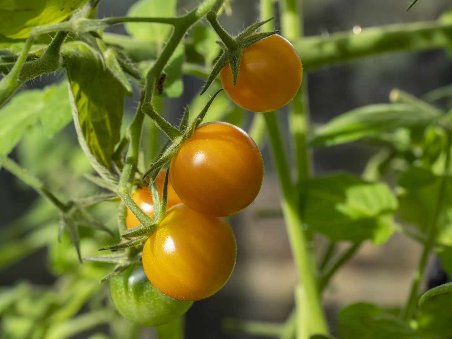 Tomato Sungold F1 Seeds
