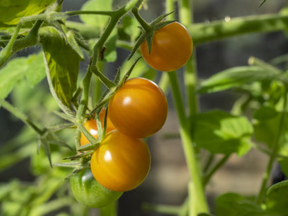Tomato Sungold F1 Seeds