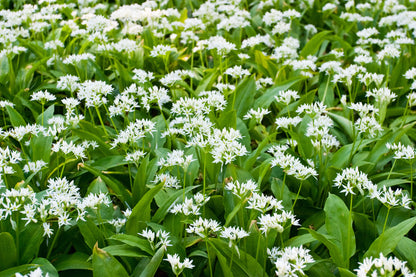 Ramsons Wild Garlic Seeds – Allium ursinum
