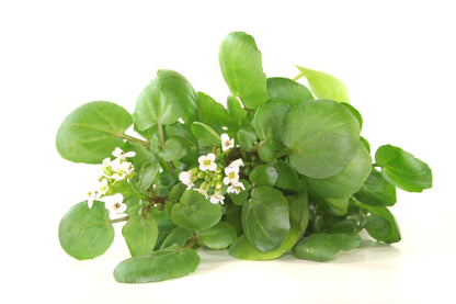 Salad Watercress Nasturtium Officinale Seeds