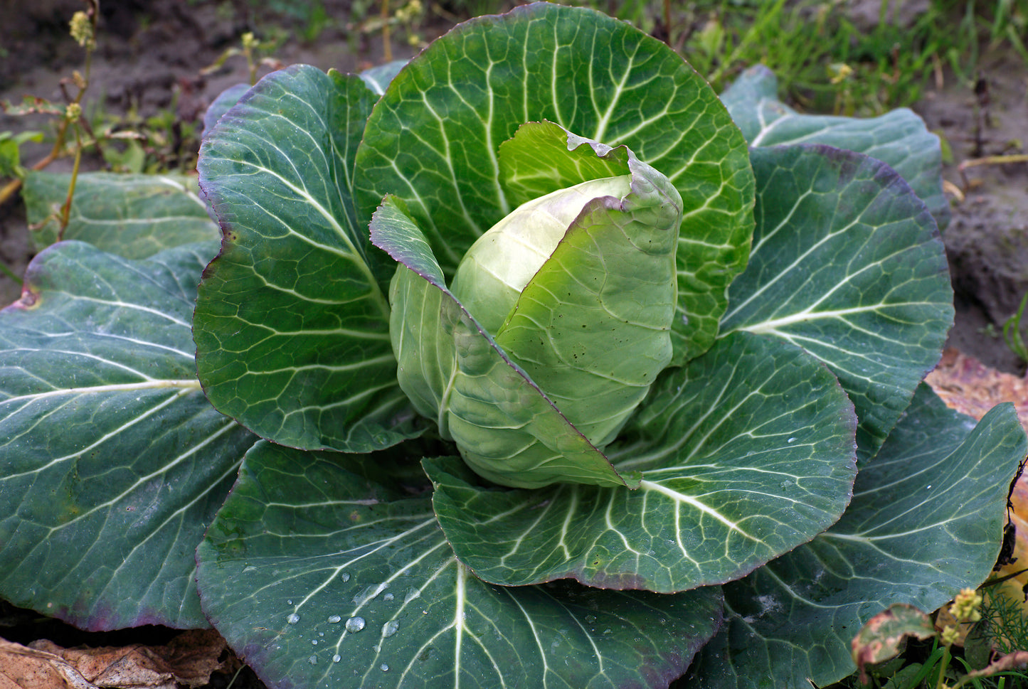 Organic Vegetable Cabbage Cuor Di Bue Seeds