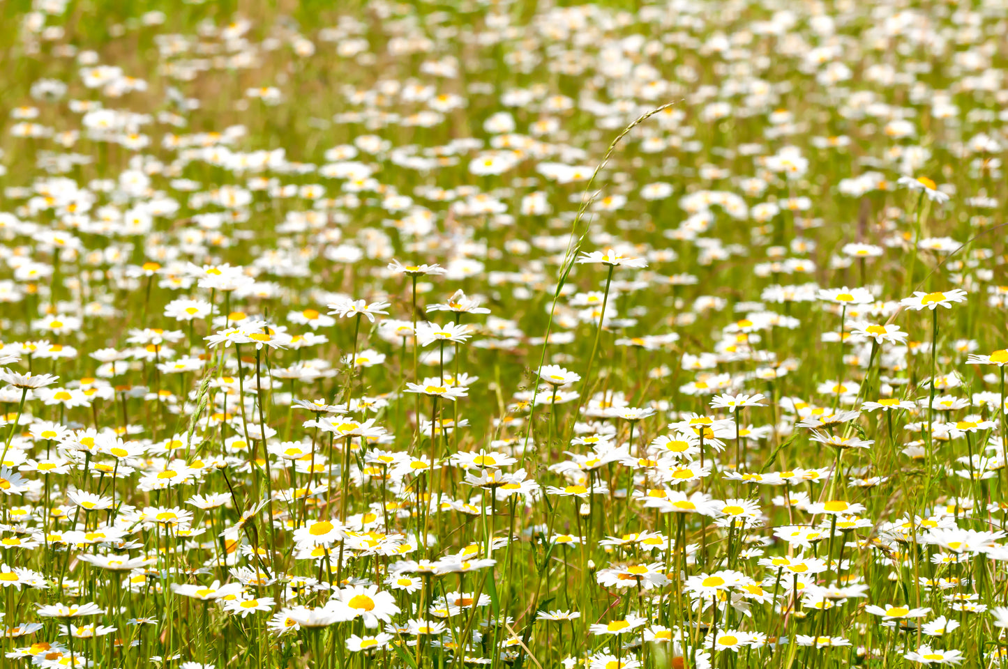 Wild Flower Oxeye Daisy Leucanthemum vulgare Seeds