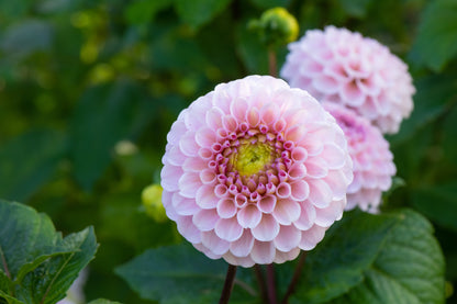 Dahlia Pompone Double Mixed Seeds