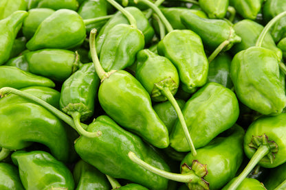 Chilli Pepper Padron Seeds