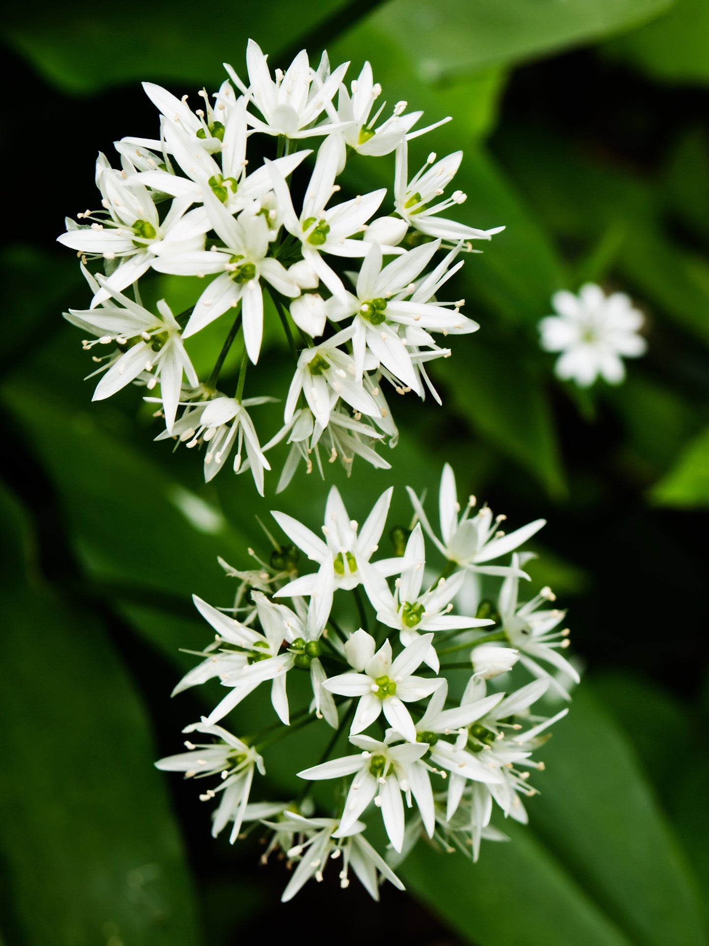 Ramsons Wild Garlic Seeds – Allium ursinum