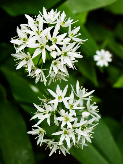Ramsons Wild Garlic Seeds – Allium ursinum