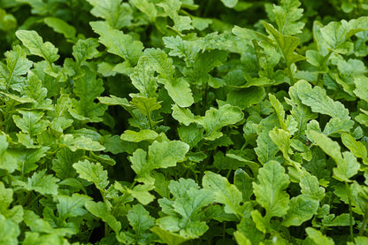 Green Manure White Mustard Seeds