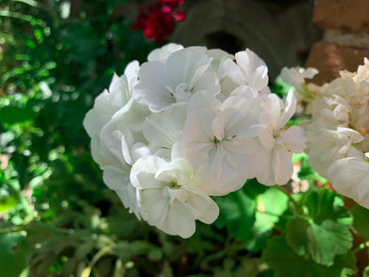 Geranium Sprint White F2 Seeds – Compact Bedding Variety