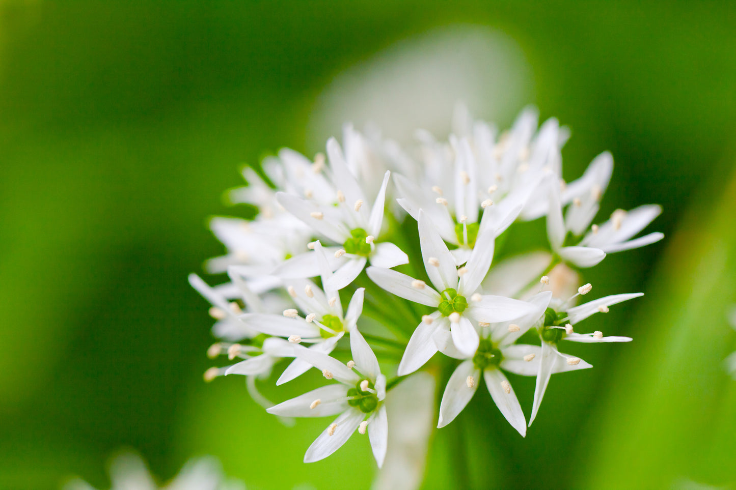 Ramsons Wild Garlic Seeds – Allium ursinum