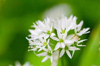 Ramsons Wild Garlic Seeds – Allium ursinum