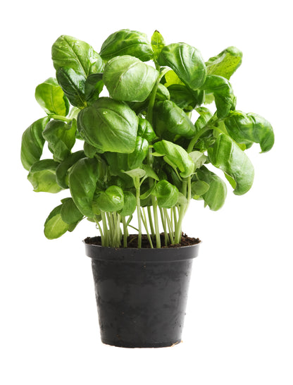Basil Sweet Genovese Seeds