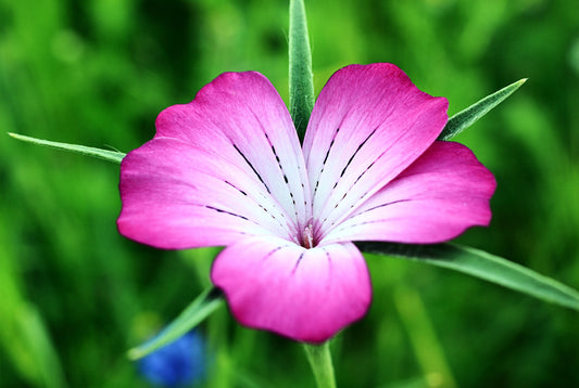 Wild Flower Corn Cockle Agrostemma githago Seeds