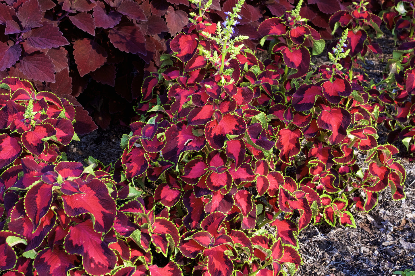 Coleus Chocolate Covered Cherry Seeds – Decorative Foliage (Pelleted)