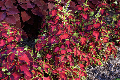 Coleus Chocolate Covered Cherry Seeds – Decorative Foliage (Pelleted)
