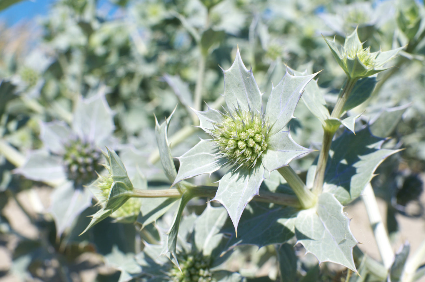 Eryngium maritimum Sea Holly Seeds