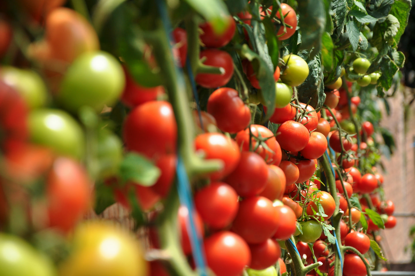 Tomato Sweet Aperitif Seeds