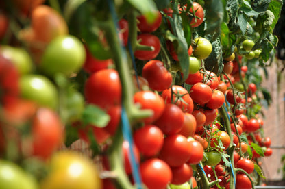 Tomato Sweet Aperitif Seeds