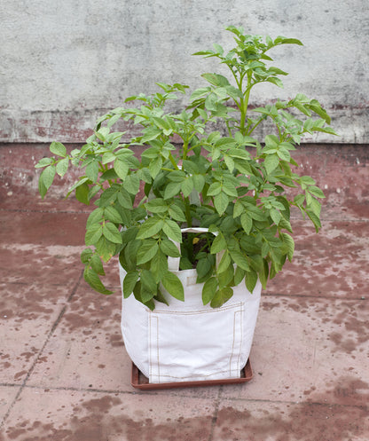 Desiree Seed Potatoes 10 Tubers – Summer Planting
