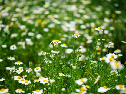 Chamomile Lawn Seeds - Roman Chamomile - Ground Cover Herb