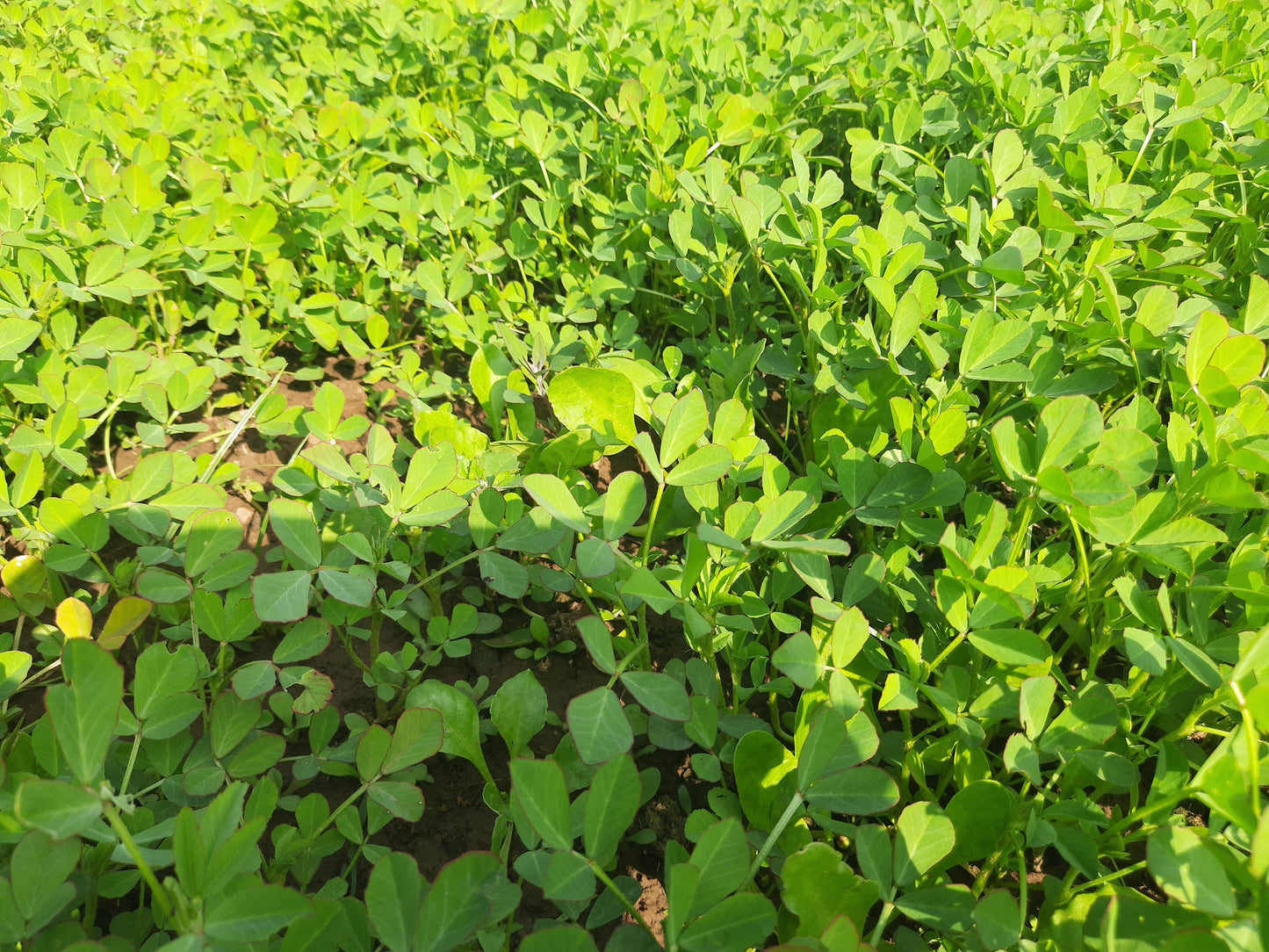 Green Manure Fenugreek Seeds