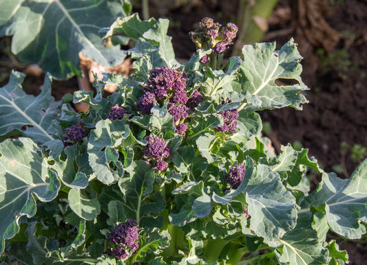 Kings Seeds Broccoli Purple Sprouting 750 Seeds