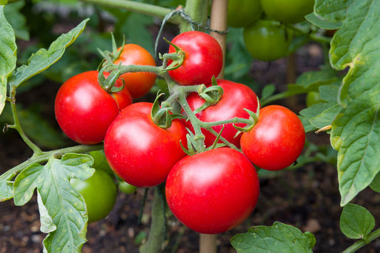 Tomato Moneymaker Seeds