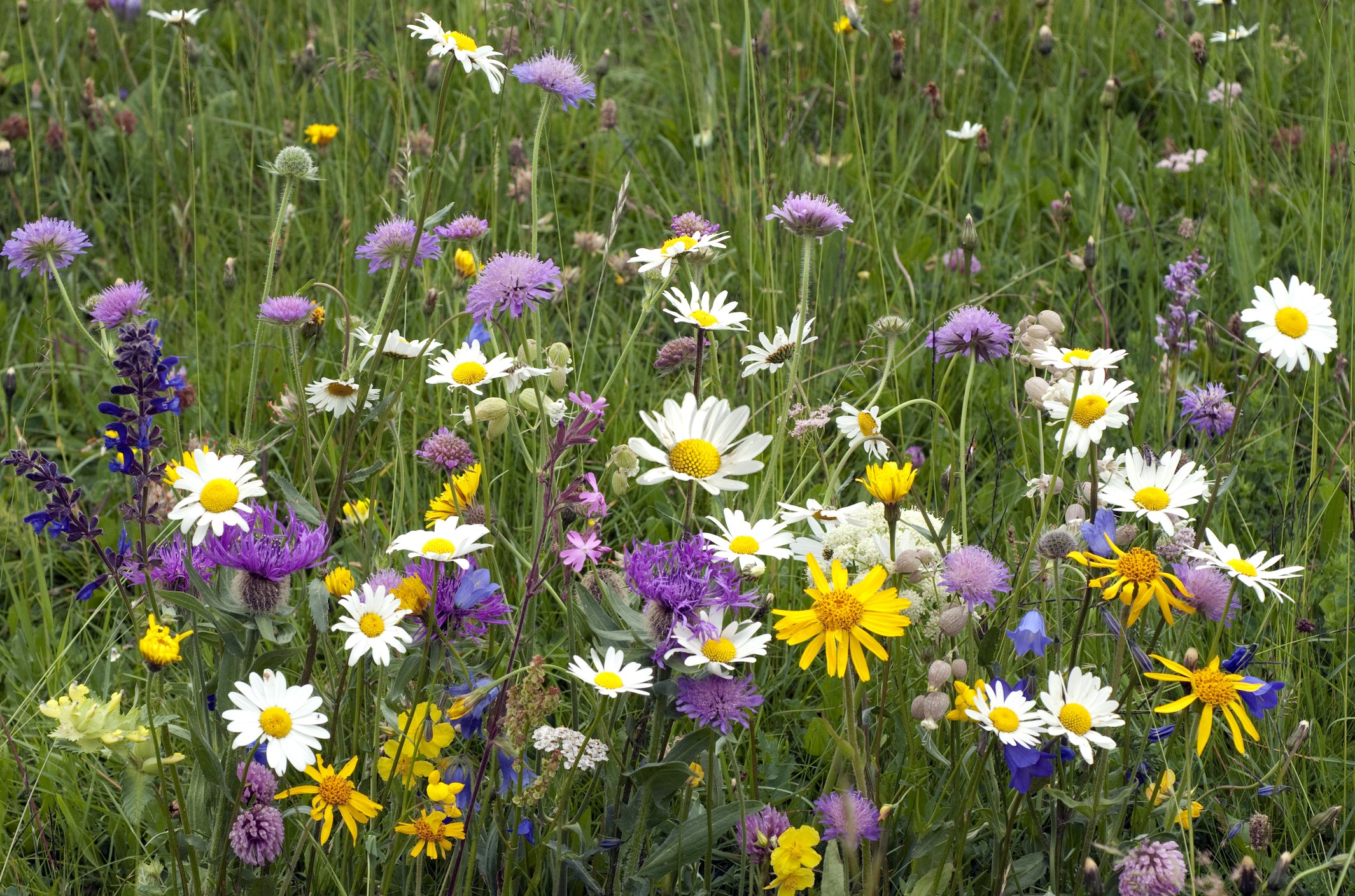 Wild Flower Ultimate General Purpose Meadow Mix – JustSeed