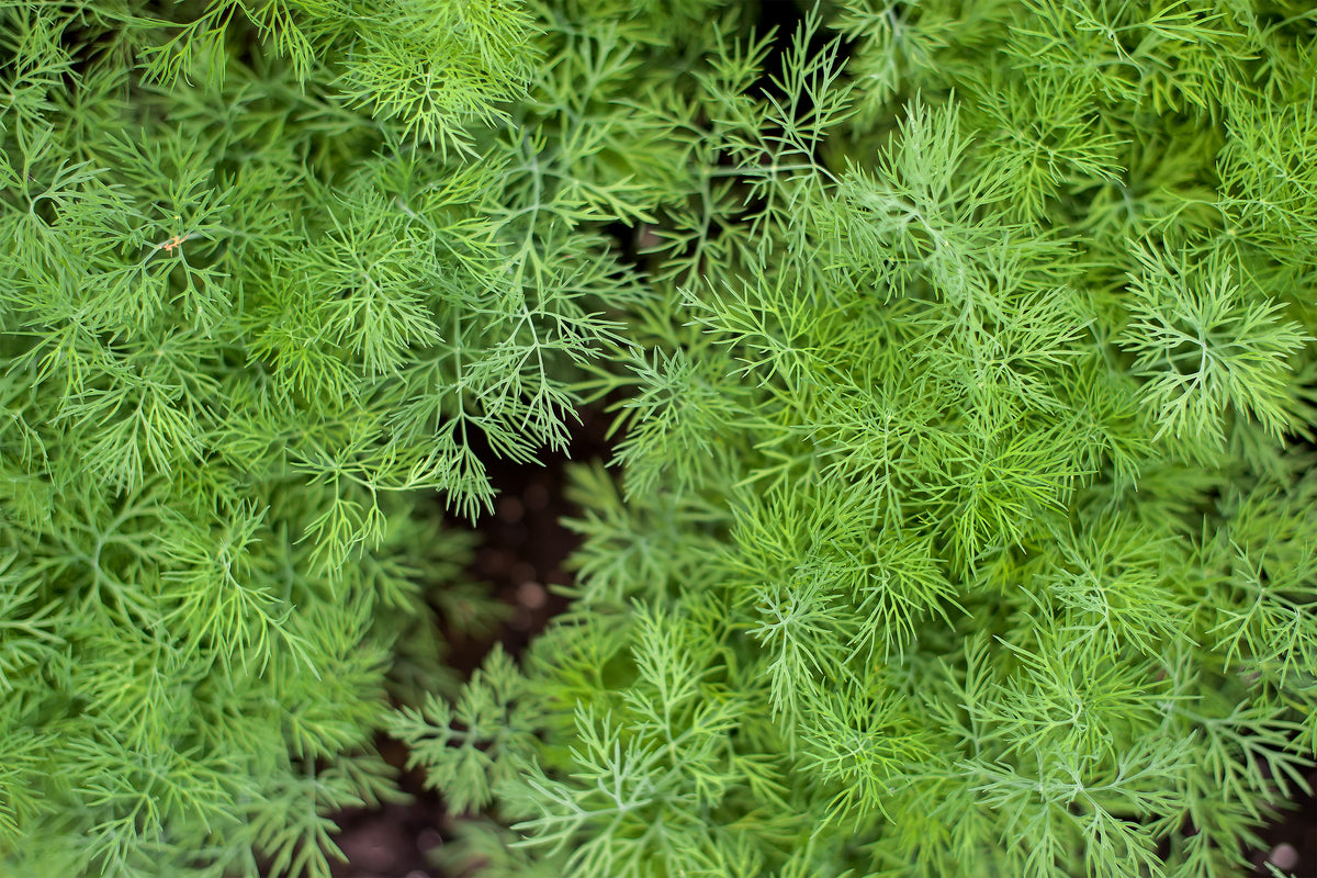 How to Grow Dill from Seed