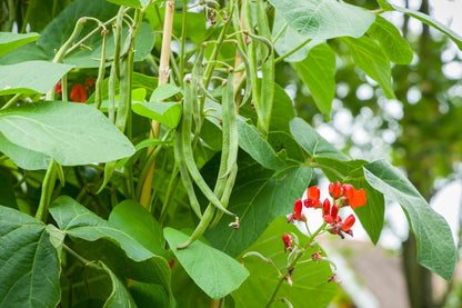 Runner Bean Firestorm Seed