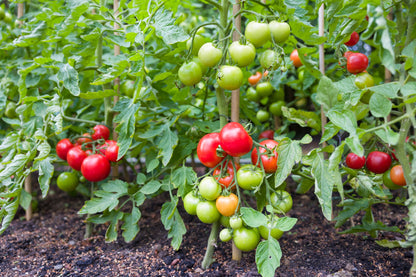 Tomato Moneymaker Seeds