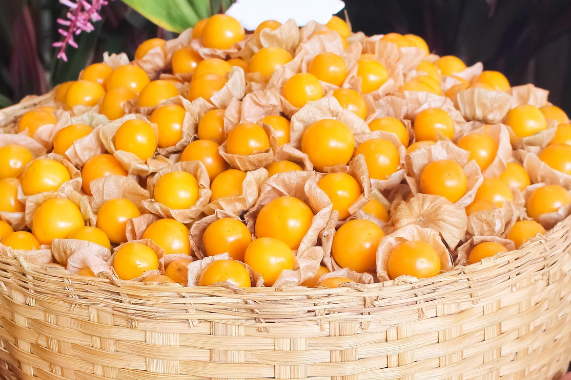 Cape Gooseberry Seeds - Physalis Edulis