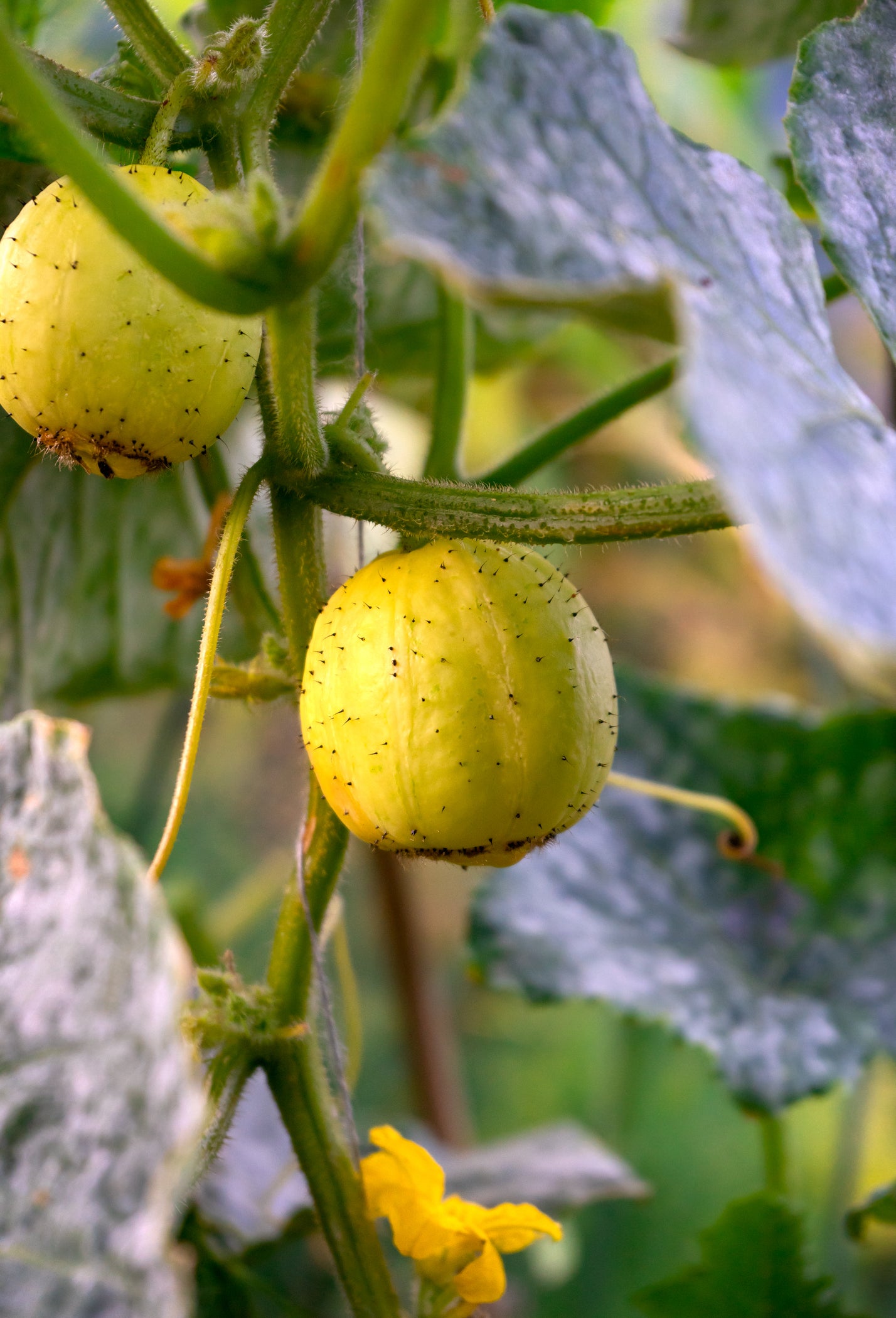 Cucumber Crystal Lemon Seeds