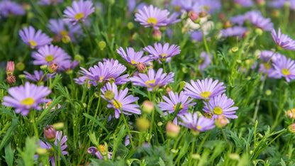 Brachyscome iberidifolia Mixed Seeds