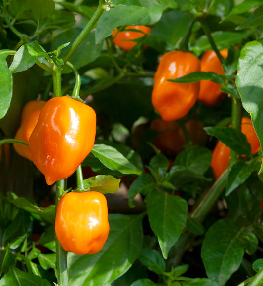 Chilli Pepper Habanero Orange Seeds