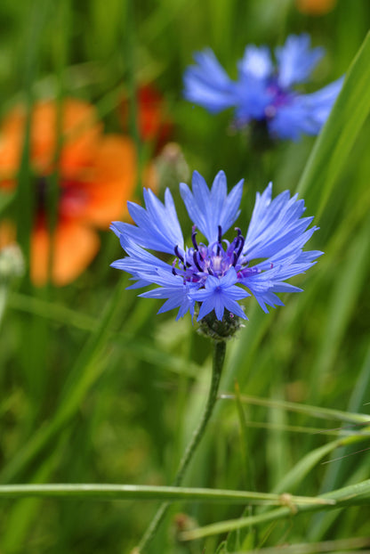 Cornflower Seeds