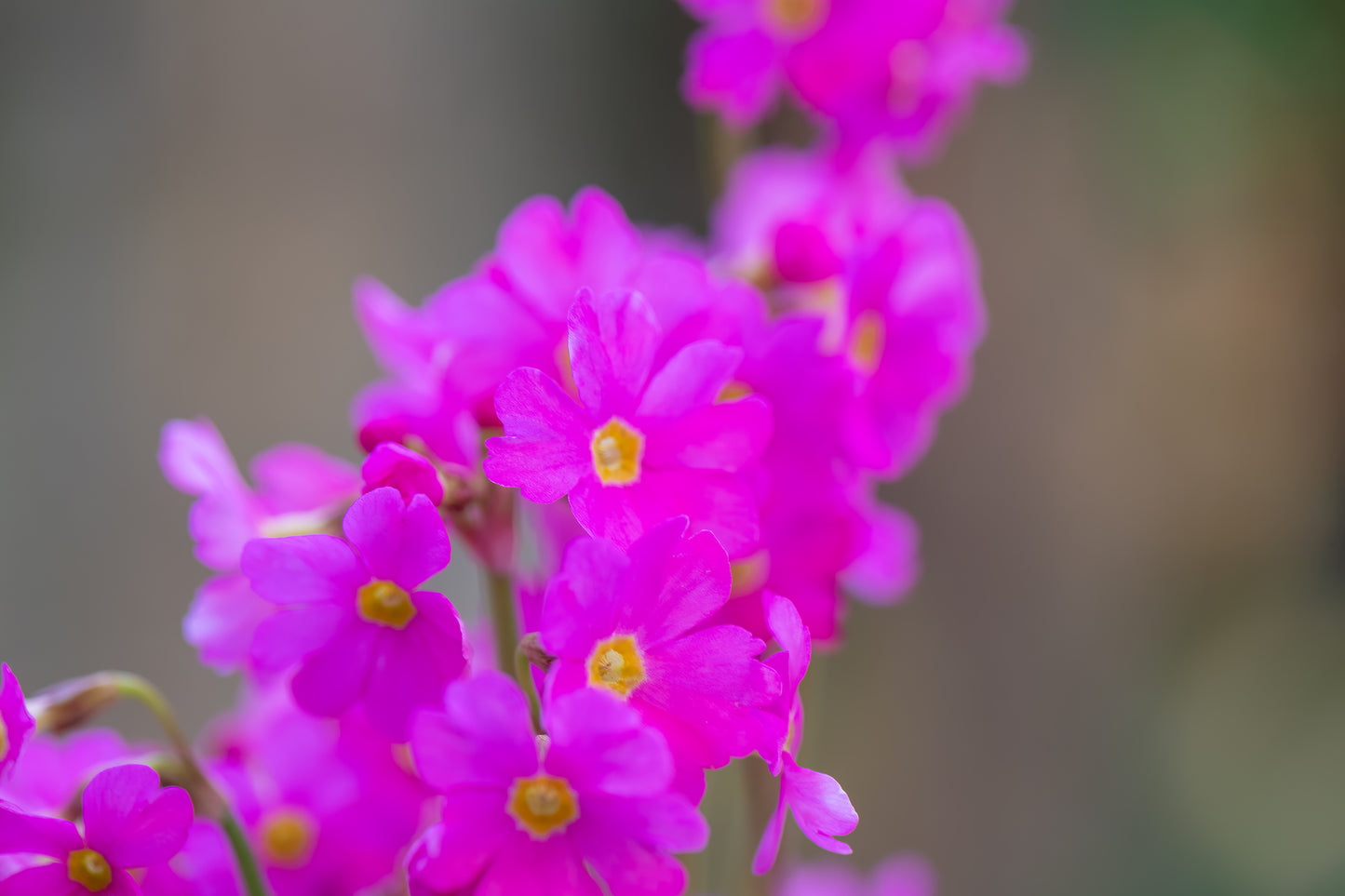 Primula rosea Grandiflora Seeds