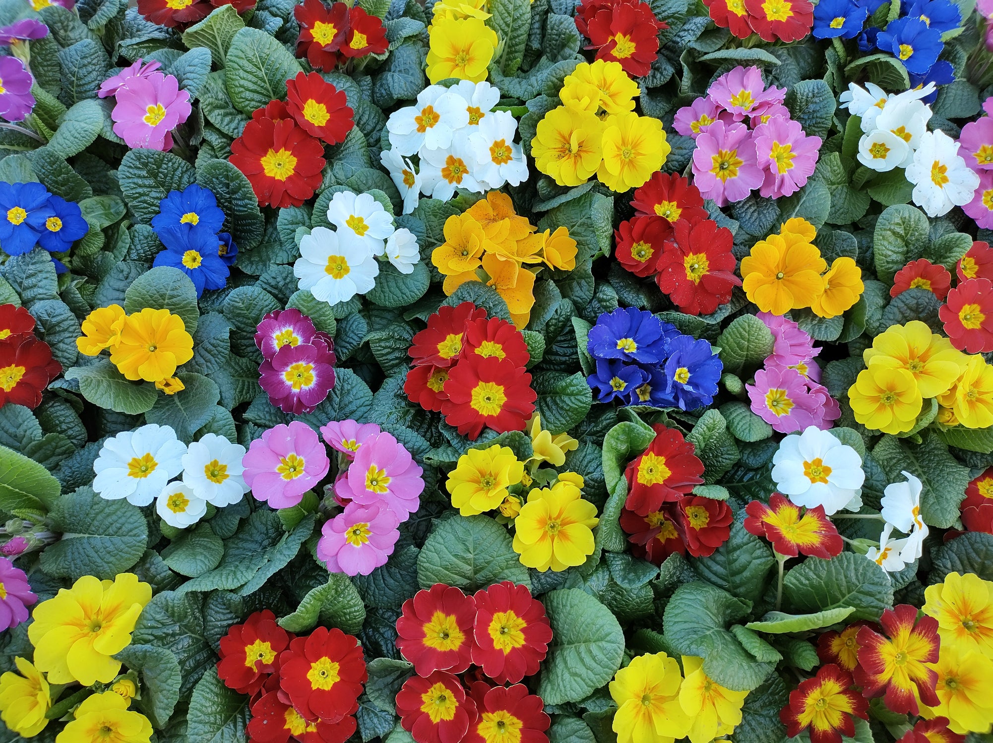 Assorted Primrose Primrose Crown Mixed Seeds – JustSeed