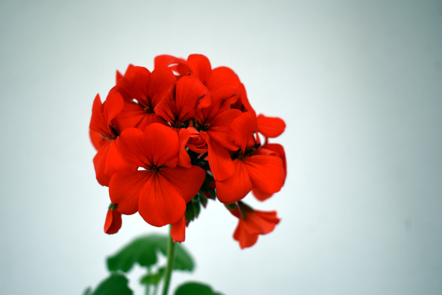 Geranium Horizon F1 Red Seeds