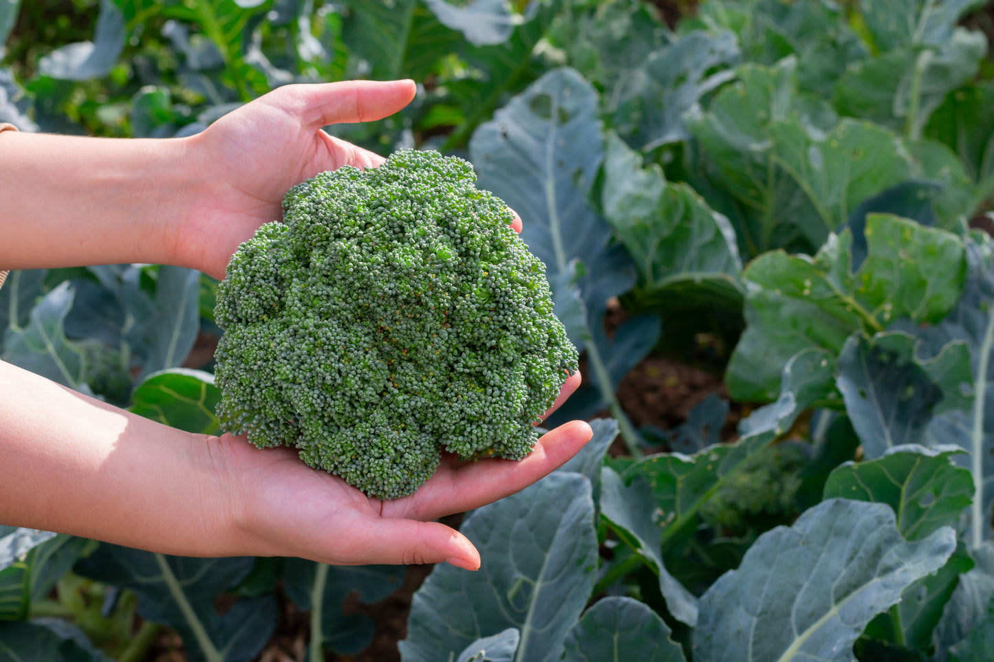 Broccoli Sun King Seeds