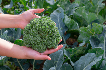 Broccoli Sun King Seeds