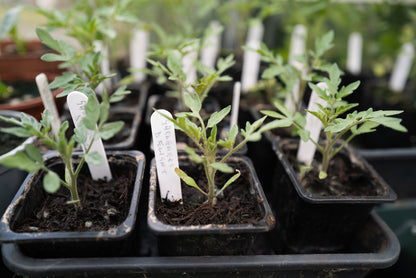Tomato Gardener's Delight Seeds