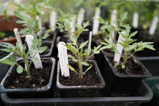 Tomato Gardener's Delight Seeds