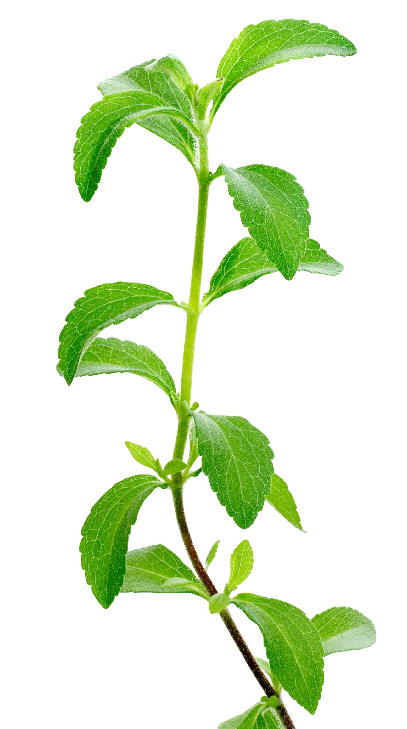 Stevia revaudiana - Sweet Herb Sugar Plant Seeds